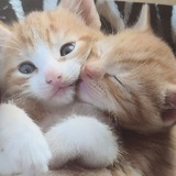 Telegram profile photo for Общее поле текста