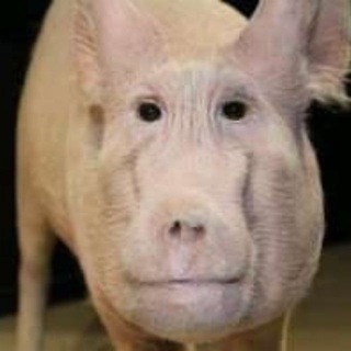 Telegram profile photo for Инцидент в деревне Максютовка