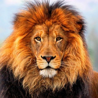 Telegram profile photo for KLSELION
