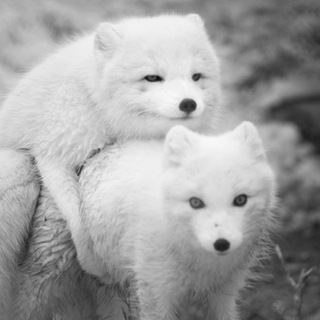 Telegram profile photo for Песец крадётся незаметно 🙈