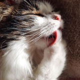 Telegram profile photo for 🐾Purr🐾Meow🐾