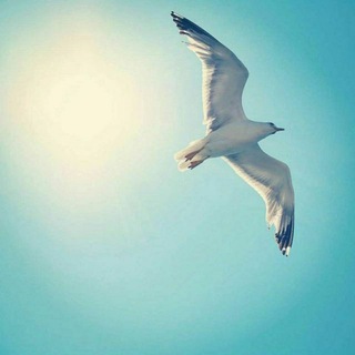 Telegram profile photo for ▫️◽️◻️⬜️ پرواز ⬜️◻️◽️▫️