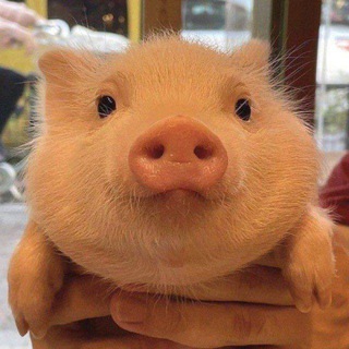 Telegram profile photo for Склад моих картинок.