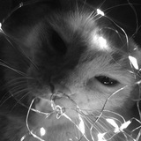 Telegram profile photo for not bio