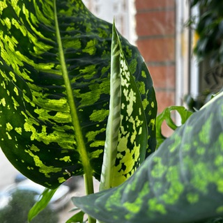 Telegram group profile photo for чат-болталка plantlifee.e