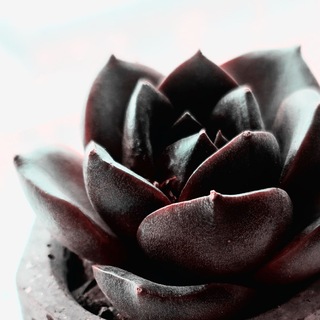 Telegram profile photo for WINECROWN | Йо-хо-хо и сундук эхеверий
