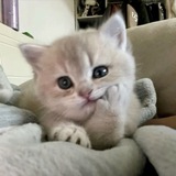Telegram profile photo for это что