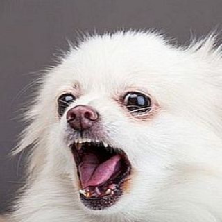 Telegram profile photo for Шпиц Шария 🐶