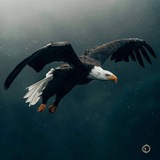Telegram profile photo for ইসলাম ও ইসলামি বিশ্ব