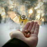 Telegram profile photo for امثال وحكم