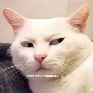 Telegram profile photo for Meme Việt Nam 🇻🇳