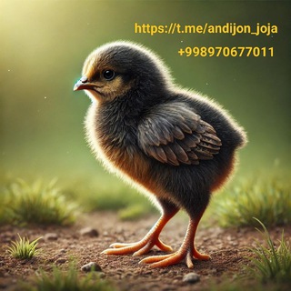 Telegram profile photo for Joʻja