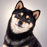 Telegram profile photo for KOPI INU | PORTAL
