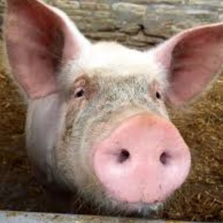 Telegram profile photo for 33seconds 2.0