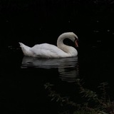Telegram profile photo for Swan🦢
