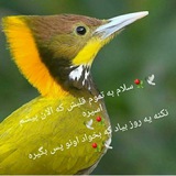 Telegram profile photo for ققنوس🍃❤🕊