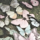 Telegram profile photo for ` butterflies conference.