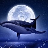 Telegram profile photo for Криптокиты 🐳
