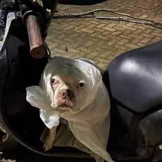 Telegram profile photo for $DDOG - Down Dog