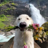 Telegram profile photo for Account Market
