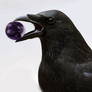 Telegram profile photo for ворон эдгара
