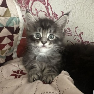 Telegram profile photo for Погремушки
