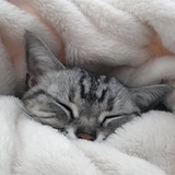 Telegram profile photo for кисули