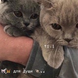 Telegram profile photo for 😻⃟⃖⃗🦋 для души🍃