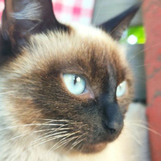 Telegram profile photo for КотиСТ
