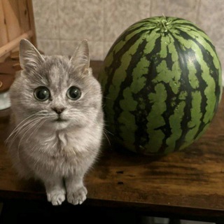 Telegram profile photo for даник скорпион