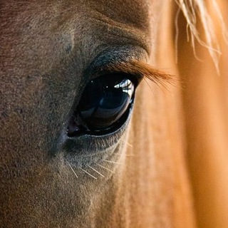 Telegram profile photo for Freedom of the heart