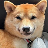 Telegram profile photo for Maru Inu Portal