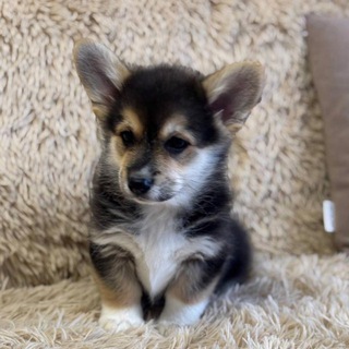 Telegram profile photo for Крошка Милош и его семья