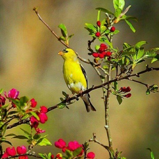 Telegram profile photo for شهر هدیه