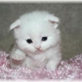 Telegram profile photo for итоги некеша