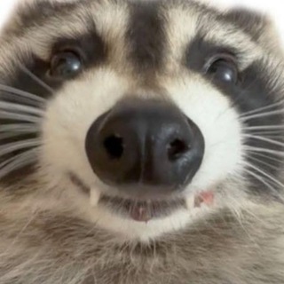 Telegram profile photo for ✨ADHD Meme Hoarding ✨
