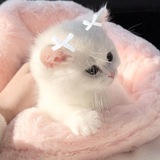 Telegram profile photo for хбк новости кд