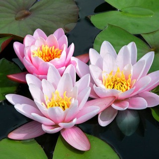 Telegram profile photo for 🌺МИР КРАСОТЫ И ПОЗИТИВА. ❤️💖💕