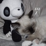 Telegram profile photo for zZz
