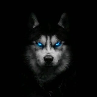 Telegram profile photo for Международная Перевозка