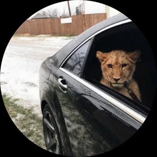 Telegram profile photo for Signatures feetbek by Miller
