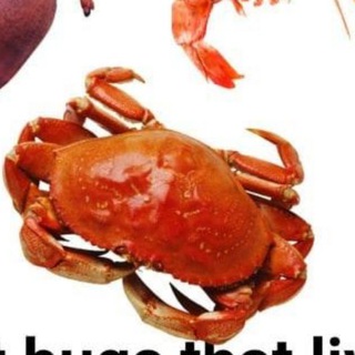 Telegram profile photo for Crabby memes for crabby teens