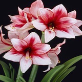 Telegram profile photo for Amaryllis