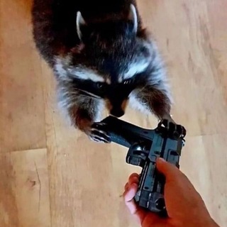 Telegram profile photo for Енот из Херсона🦝