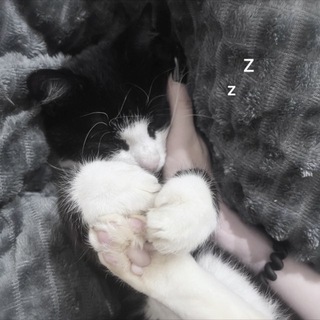 Telegram profile photo for カラス🐈⬛ ྀི