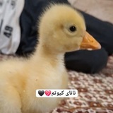 Telegram profile photo for تحلیل تست بلاغت.تاریخ ادبیات،متون،ترجمه