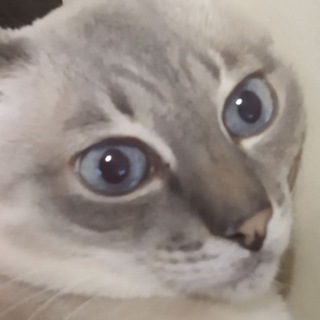 Telegram profile photo for Чаепыточная