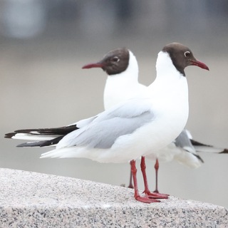 Telegram profile photo for Мои птицы и другие звери