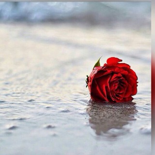 Telegram profile photo for مشاآاعر مُبعثرة💕