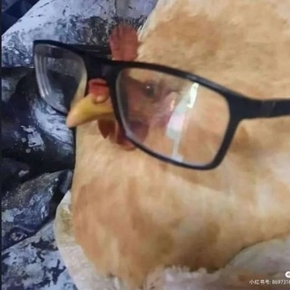 Telegram profile photo for EatBloodChicken(18+)